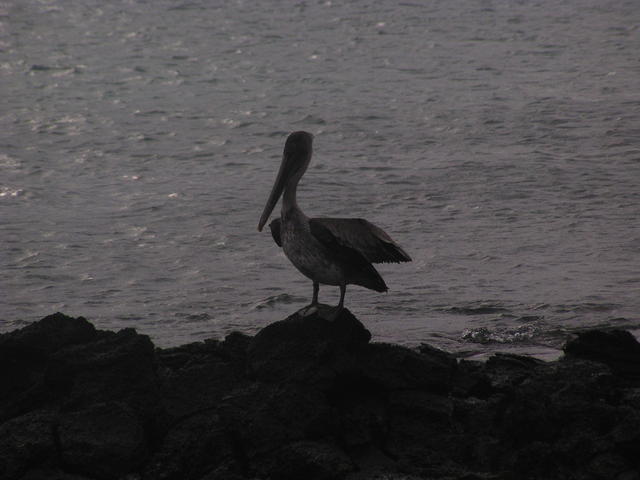 Pelican sunset - free image