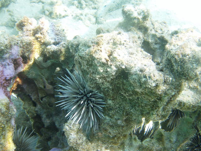 pencil urchin - free image