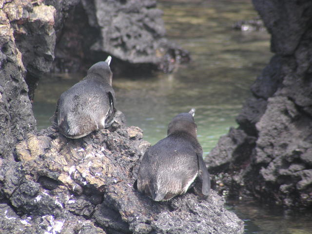 penguin couple - free image