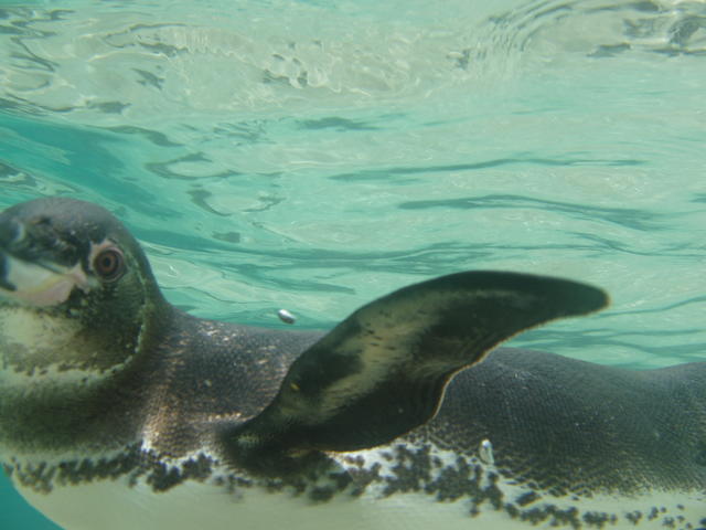 penguin diving - free image