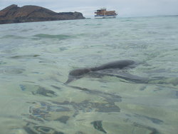 penguin swimming