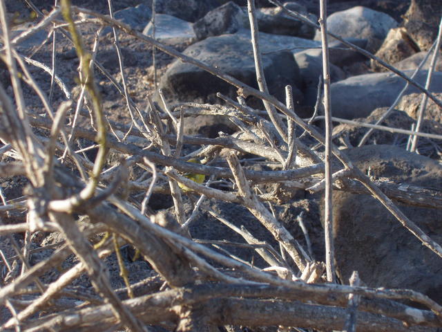 perching warbler - free image