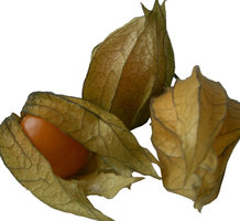 physalis