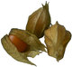 physalis