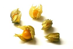 physalis