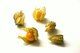 physalis