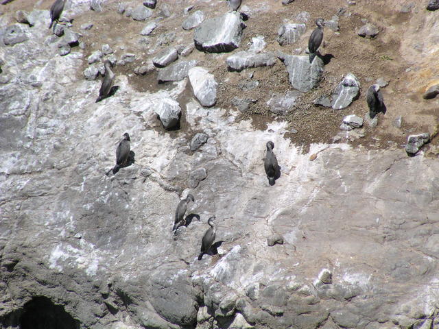 Pied shags - free image