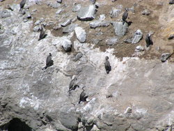 Pied shags