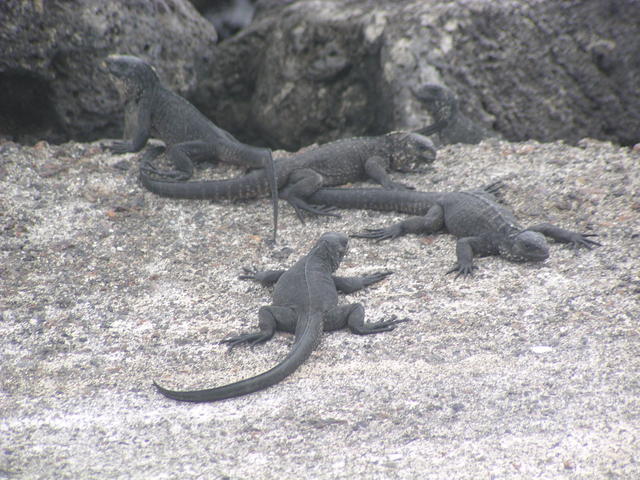 pile of iguanas - free image