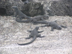pile of iguanas