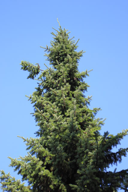 pine - free image