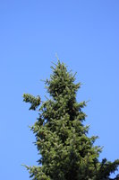 pine