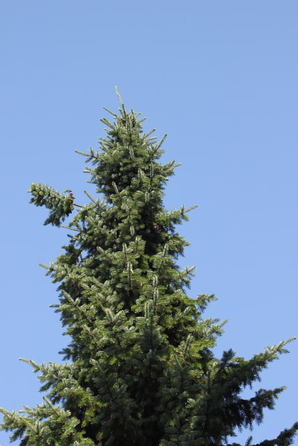 pine tree - free image