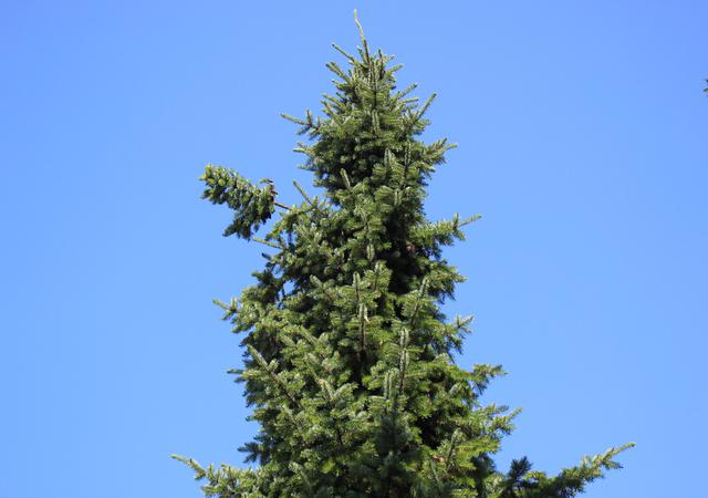 Pine tree - free image