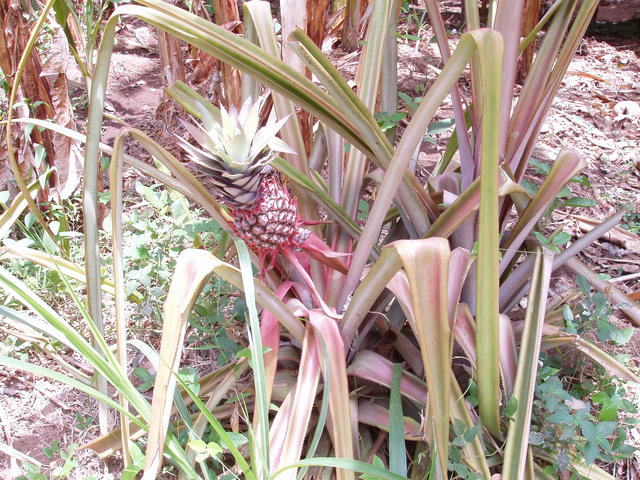 pineapple plant - free image