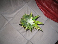 pineapple's crown