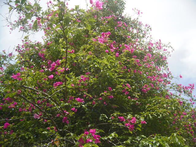 pink Bougainvillea - free image