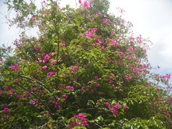 pink Bougainvillea