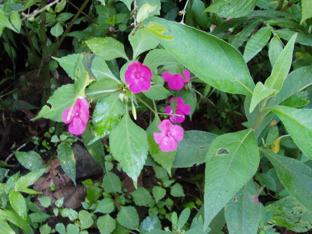 pink flowers - free image