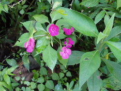 pink flowers