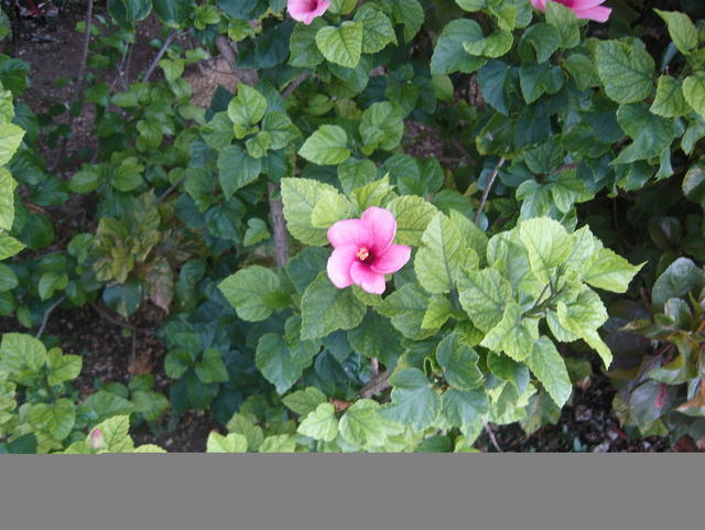 pink hibiscus - free image
