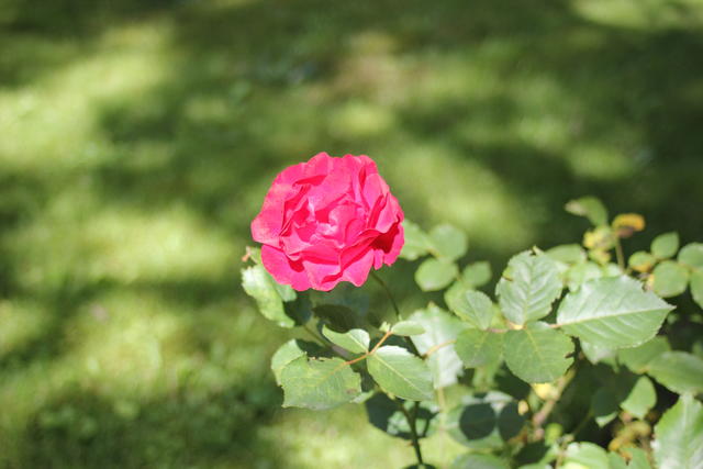 Pink rose - free image