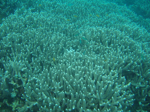 Plain coral - free image