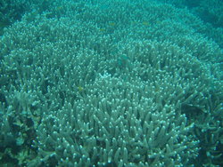 Plain coral