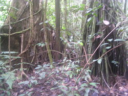 Plants and trees in forest