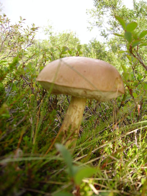 Plants with a Mushroom - free image