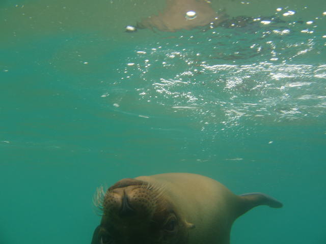 playful sea lion - free image