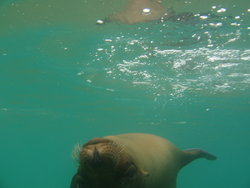 playful sea lion