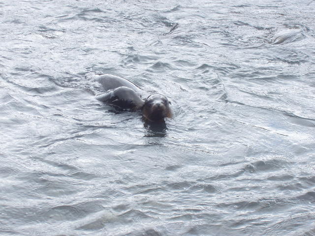 playful Sea Lions - free image