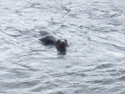 playful Sea Lions