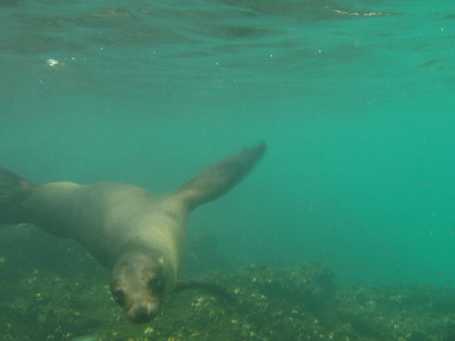 playful seal - free image