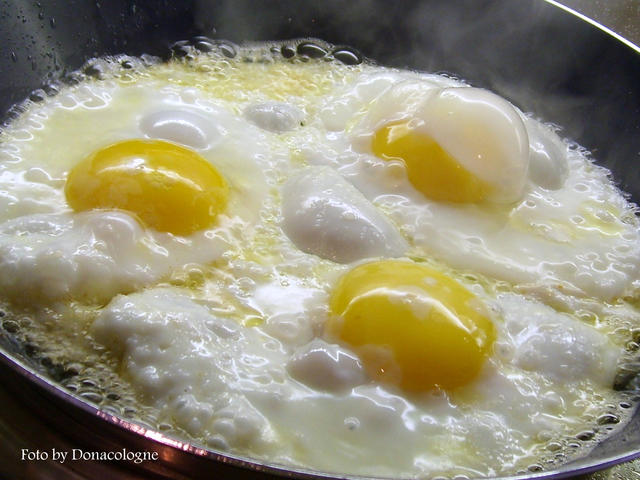 poached eggs - free image