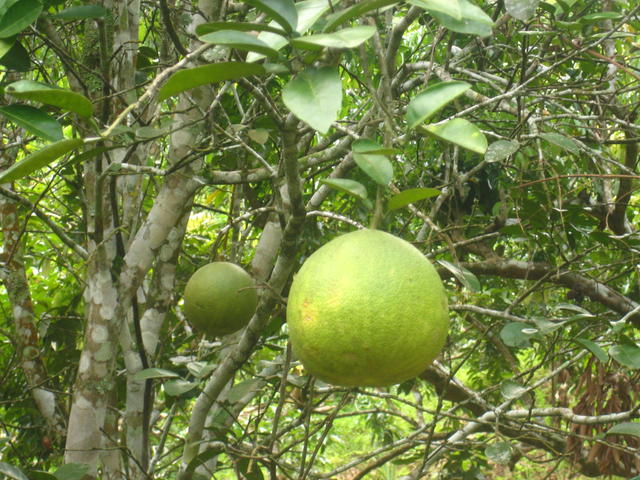 Pomelo fruit - free image