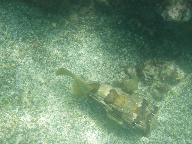 Porcupine Fish - free image