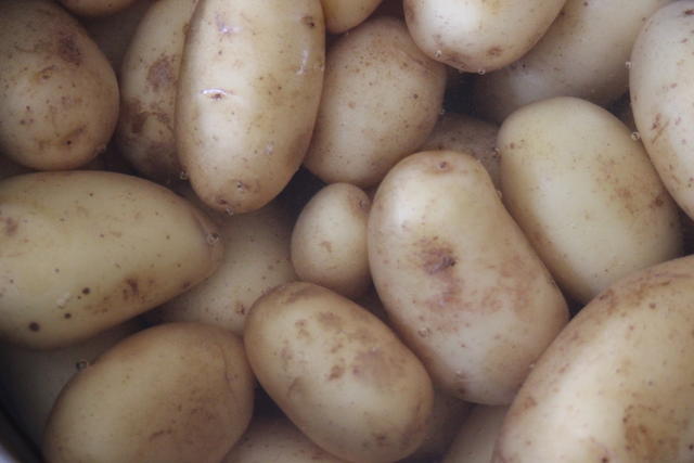 potato - free image