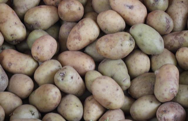 Potatoes - free image