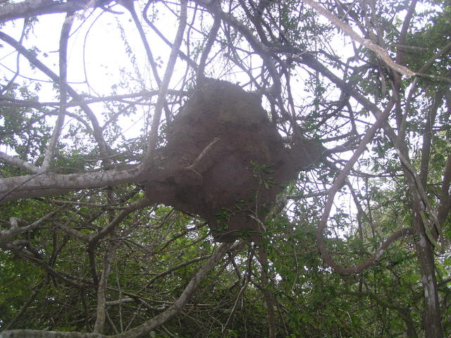 potter wasp's nest - free image