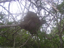 potter wasp's nest