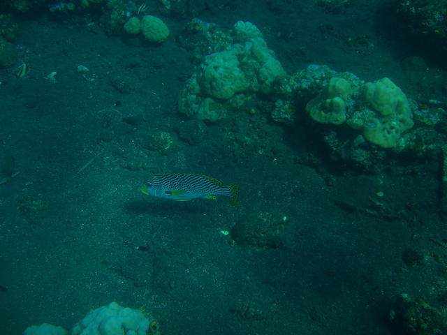 pretty reef fish - free image