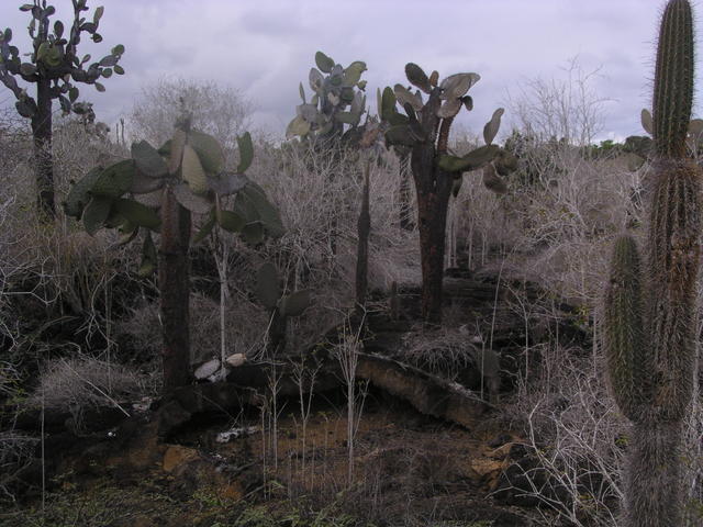 Prickly pear cactus. - free image