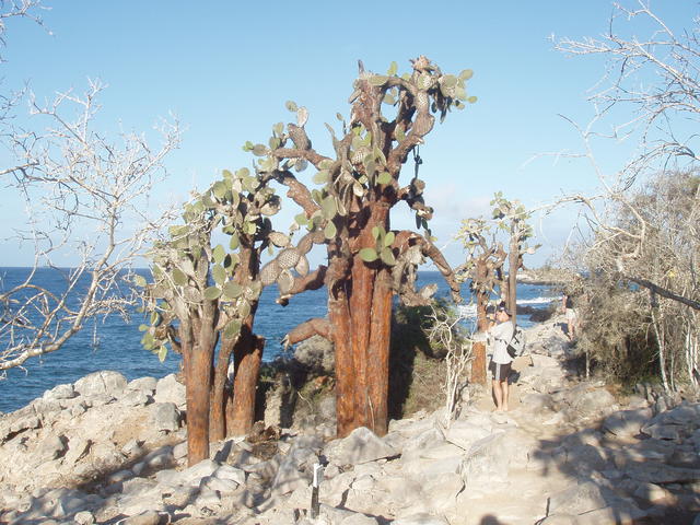 prickly pear cactus - free image