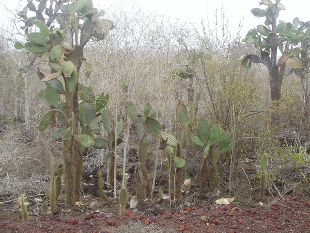 Prickly pear cactus - free image