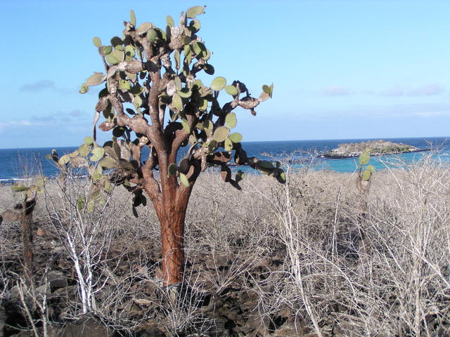 Prickly Pear Cactus - free image