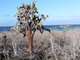 Prickly Pear Cactus