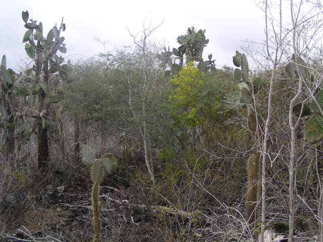 Prickly pear cactus - free image