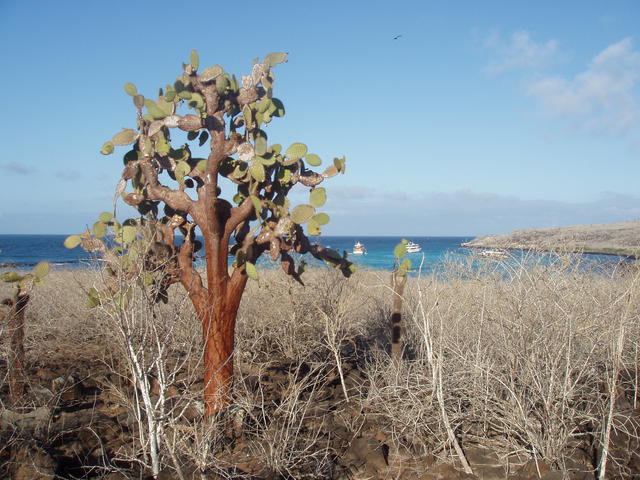 prickly pear cactus - free image